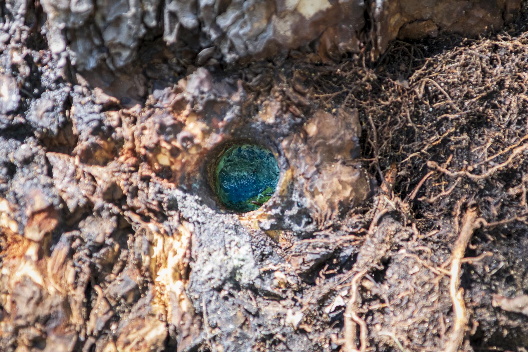 A substance believed to be copper sulfate was injected into holes bored into the tree trunks.