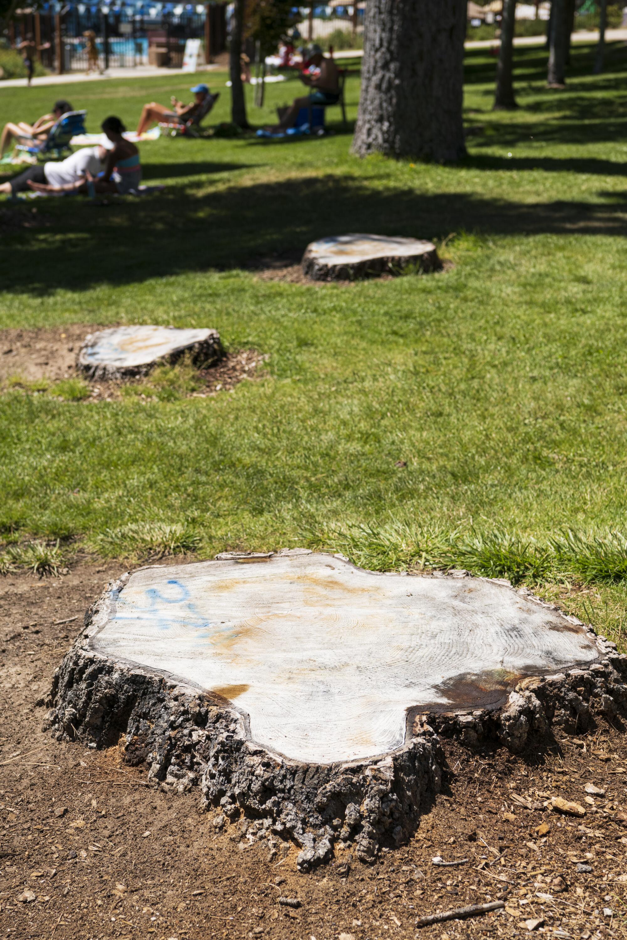 Stumps of trees that had to be cut down after the initial poisoning in 2022.