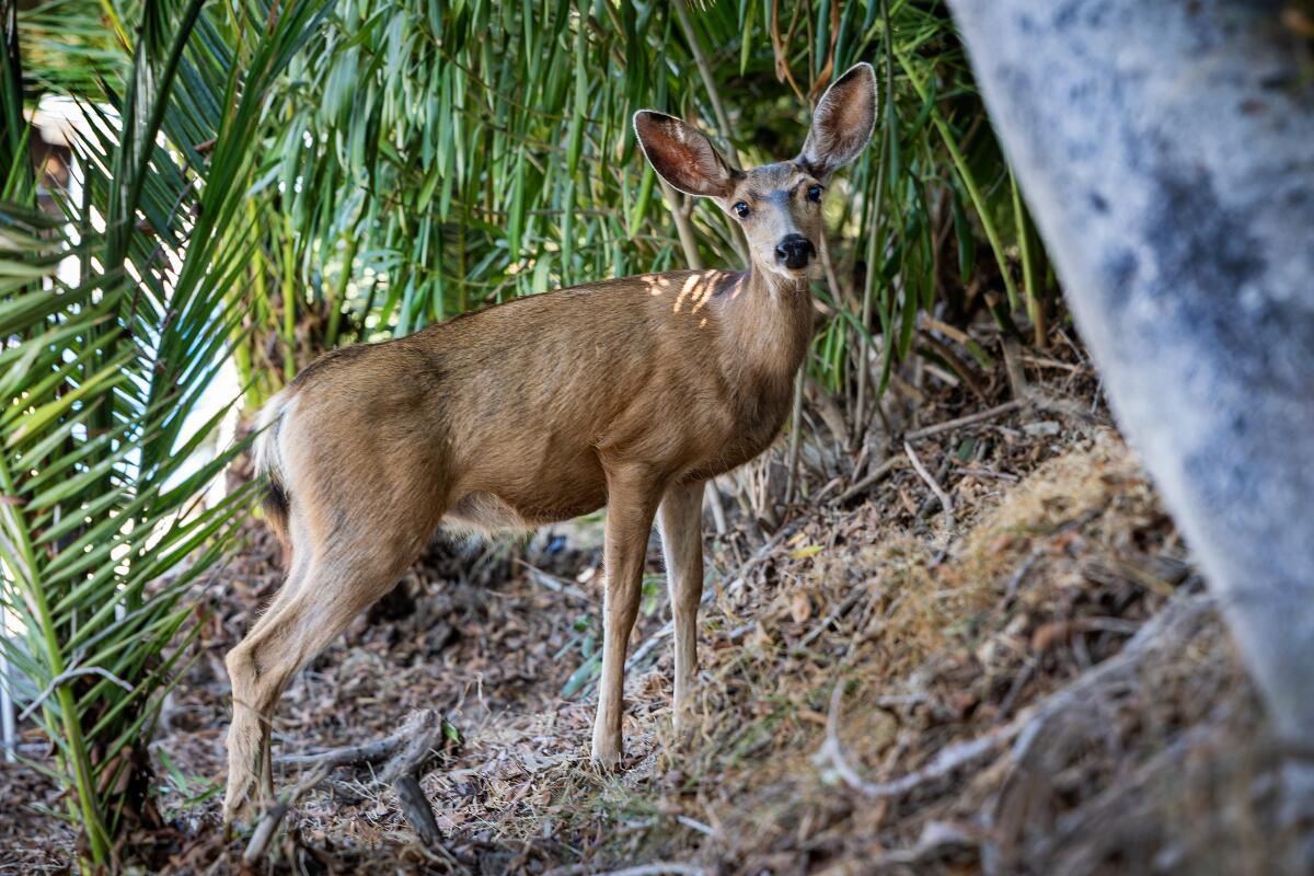 A deer watches a visitor while foraging for food on the hillside next to Catalina Island Health.