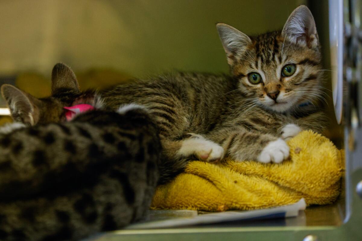 Kittens at the Chesterfield Square / South LA Animal Shelter.