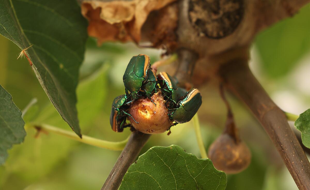 Figeater beetles partake in the figs at 24th Street Elementary School's garden in Los Angeles.