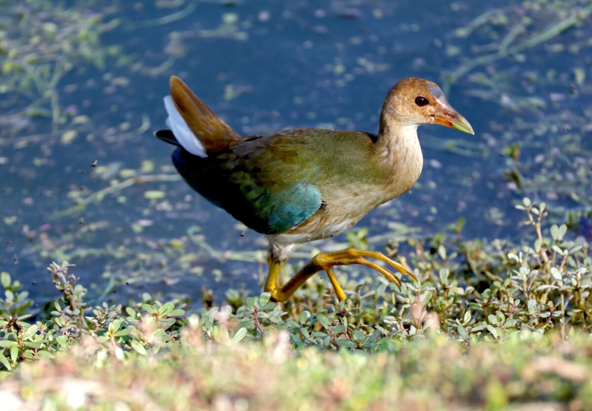 A juvenile purple gallinule is spotted at the Irvine Ranch Water District’s San Joaquin Marsh wildlife sanctuary in Irvine
