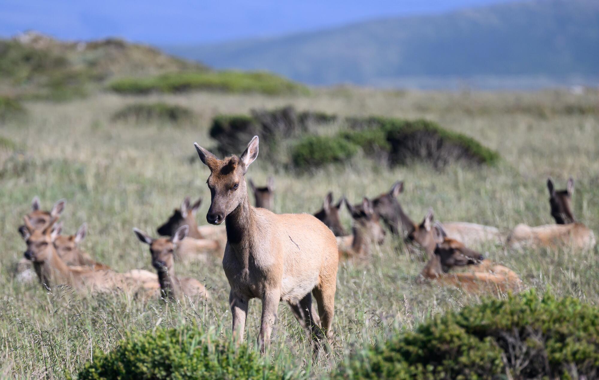 A tule elk calf is seen with its herd