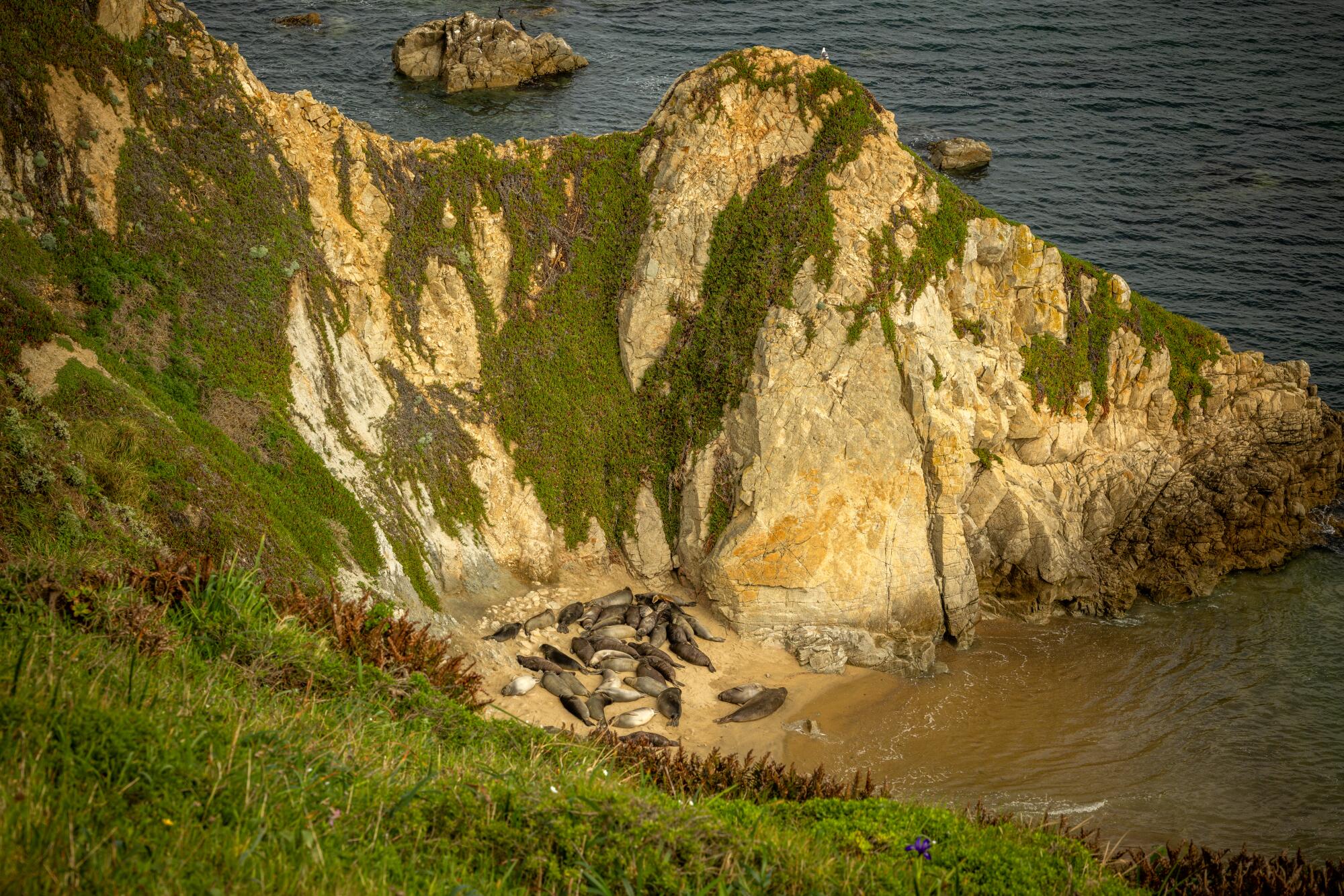 Elephant seals gather below Chimney Rock in Point Reyes.