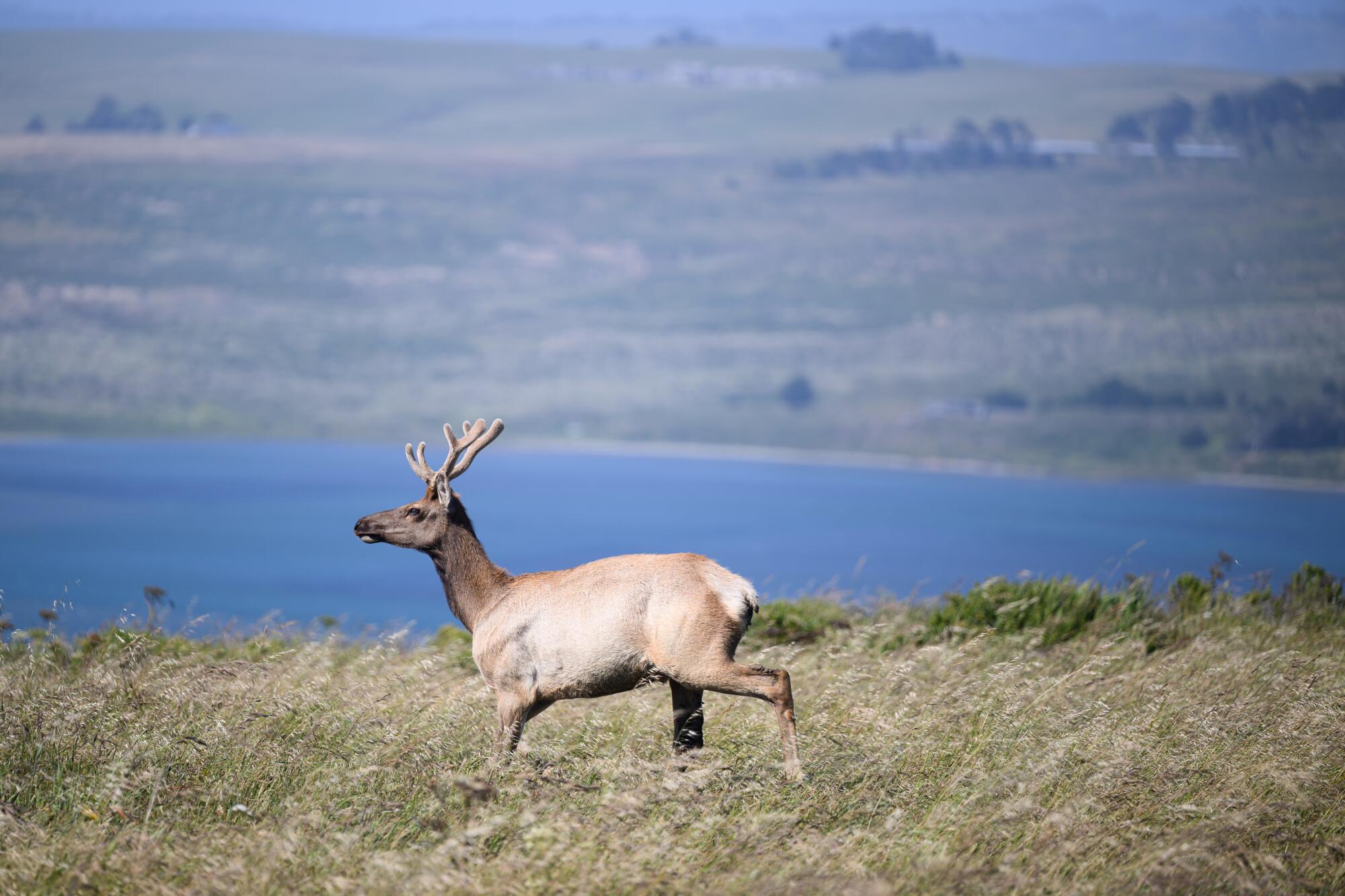 A male tule elk is seen along the Tomales Point Trail