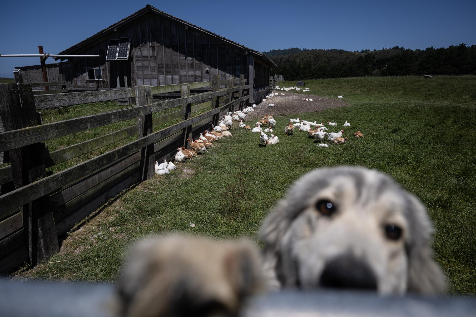 a dog protects a chick farm