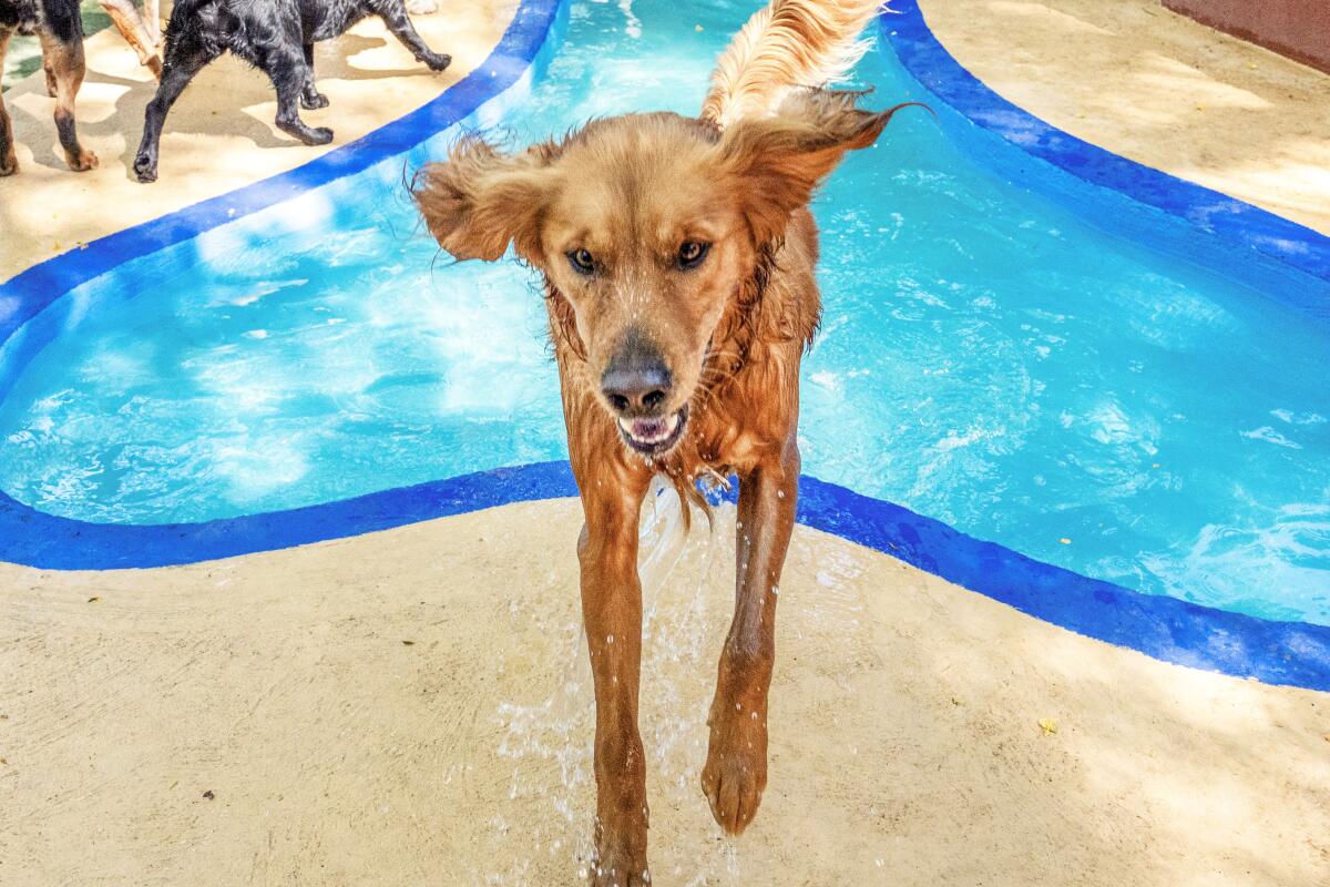 A dog climbs out of a pool.