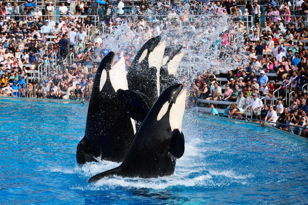 People are splashed at the Orca Encounter live presentation at SeaWorld