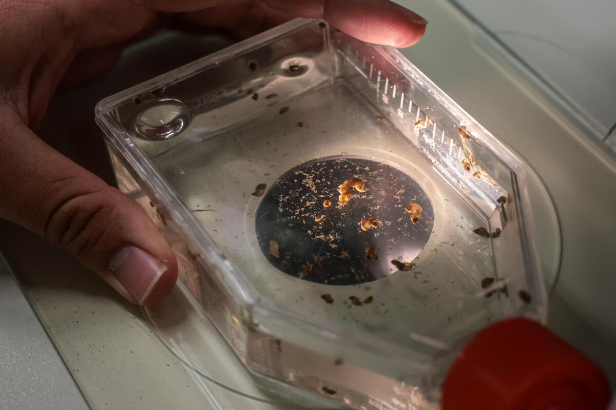 UC Riverside PhD student Connor Goldy focuses a microscope on a tiny snail at UC Riverside.