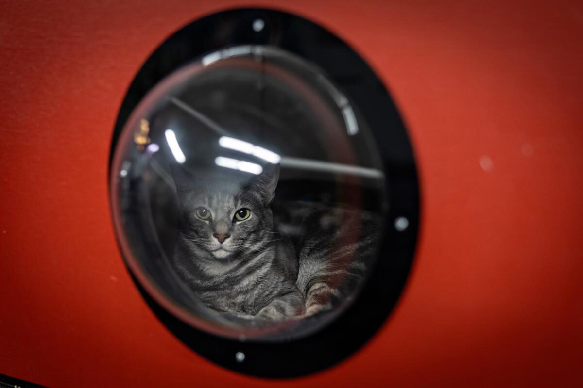 A cat sits in their house and looks at a group of cat lovers 