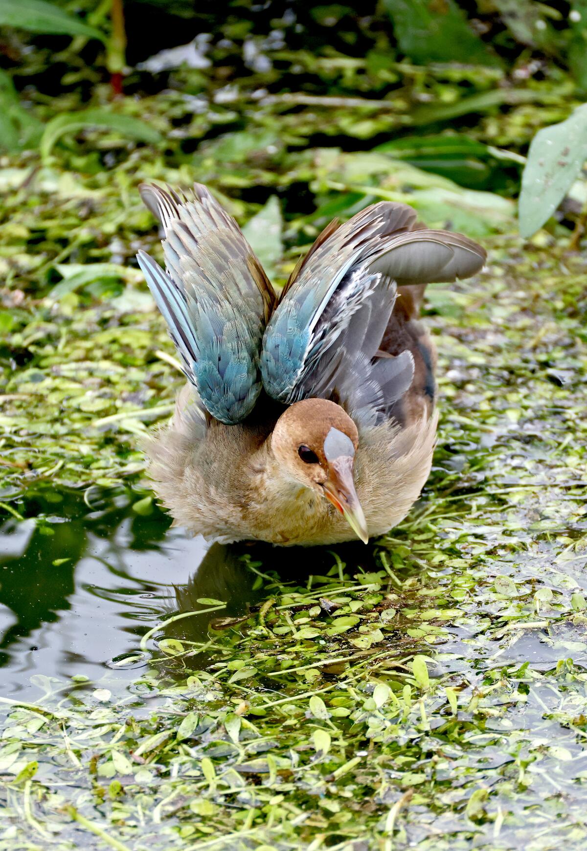 Juvenile Purple gallinule feeds on aquatic plants at IRWD's San Joaquin Marsh wildlife sanctuary in Irvine on Saturday.