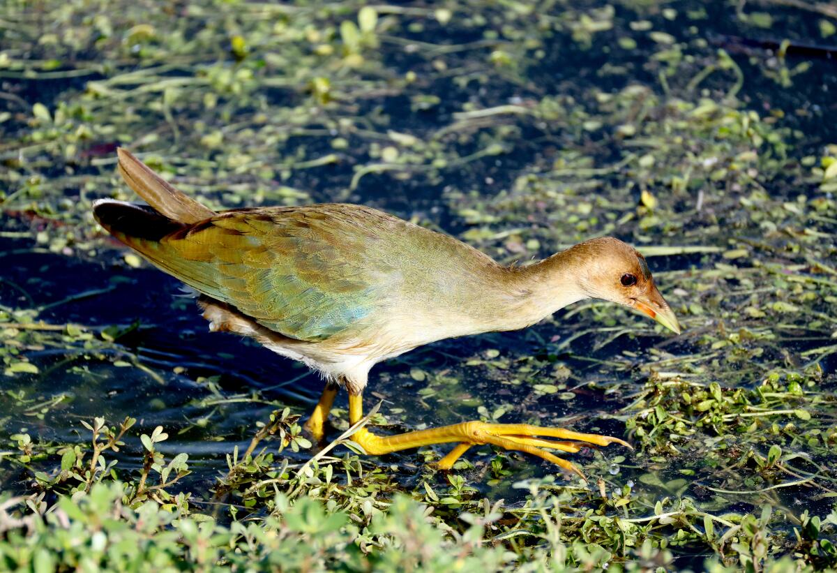 Juvenile purple gallinule at searches for food at the San Joaquin Marsh wildlife sanctuary in Irvine.