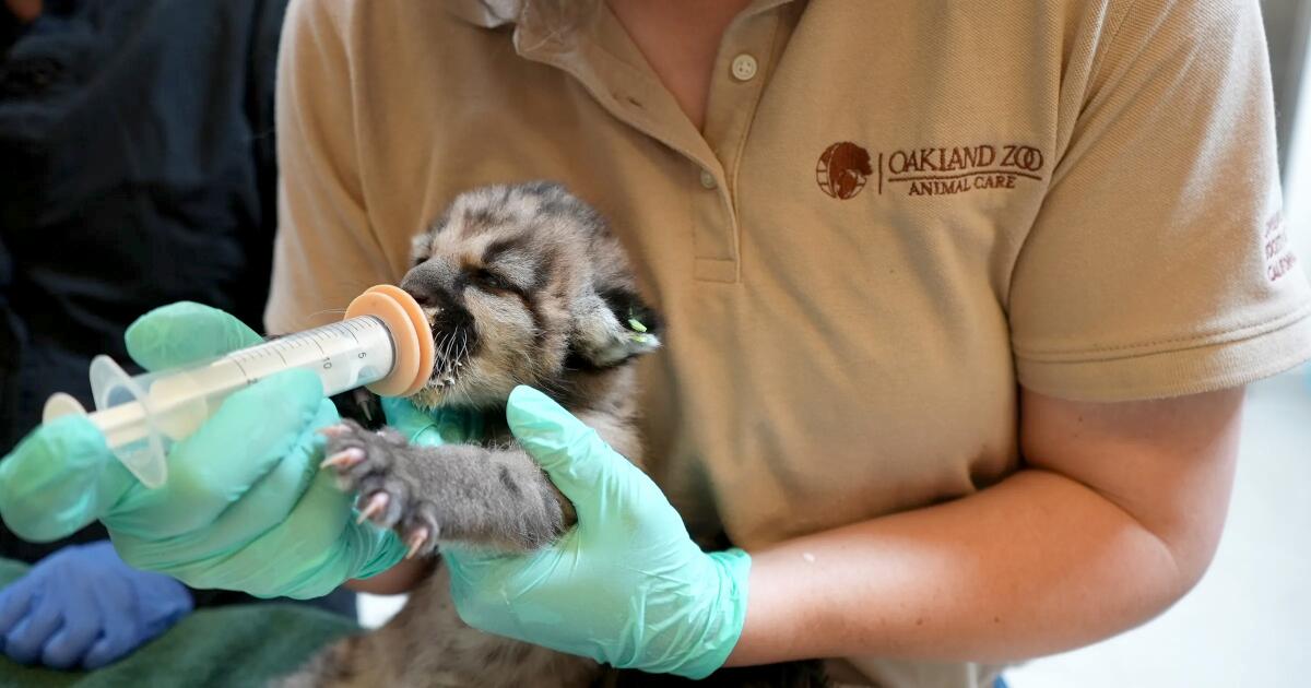 A very small cute mountain lion is fed through a syringe by a veterinarian.