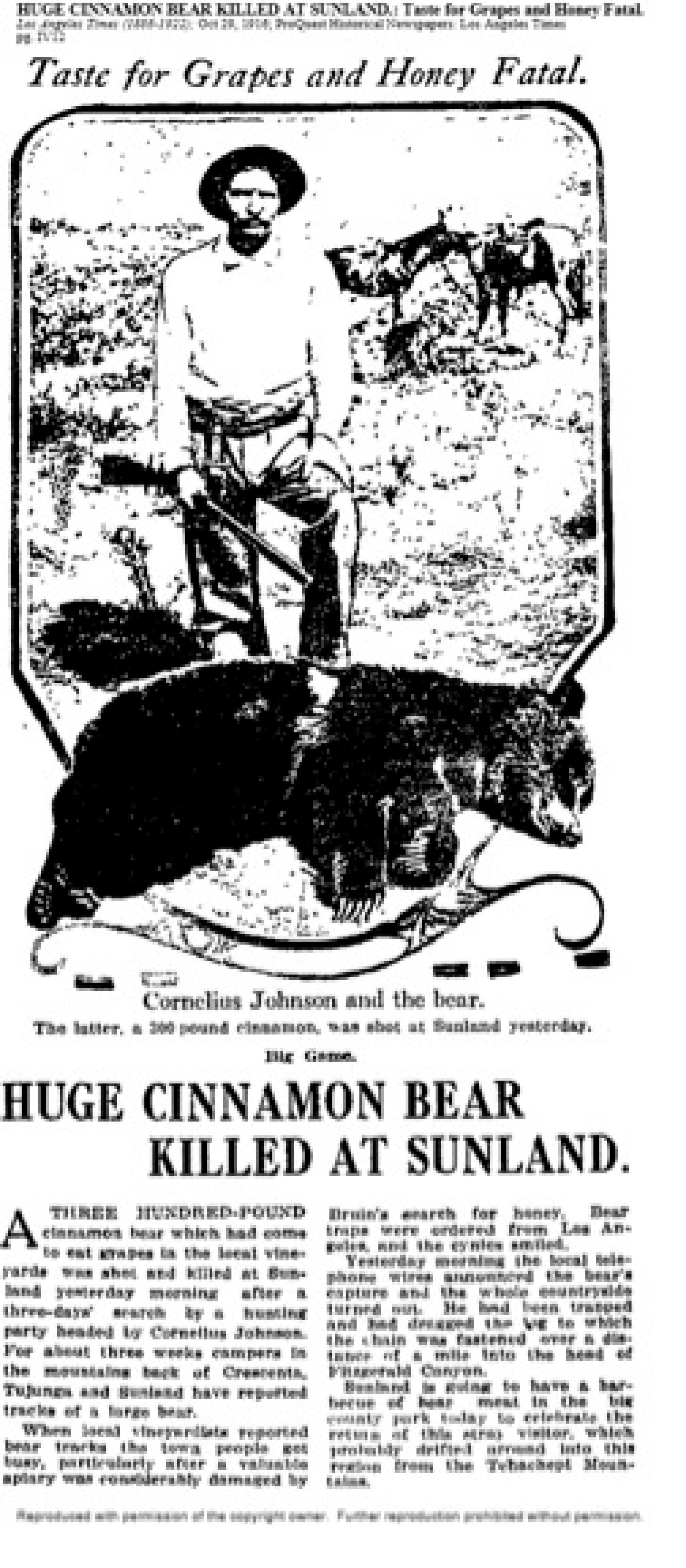 An October 1916 L.A. Times story on Cornelius Johnson of Sunland and the "cinnamon bear" he killed.