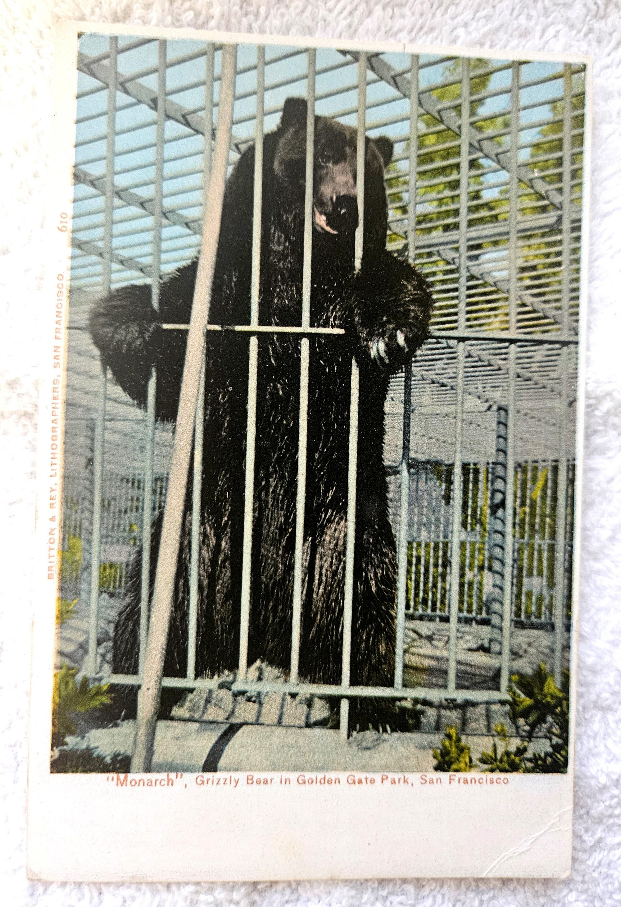 Vintage postcards depicting California extinct grizzly bear, from the private collection of Patt Morrison.