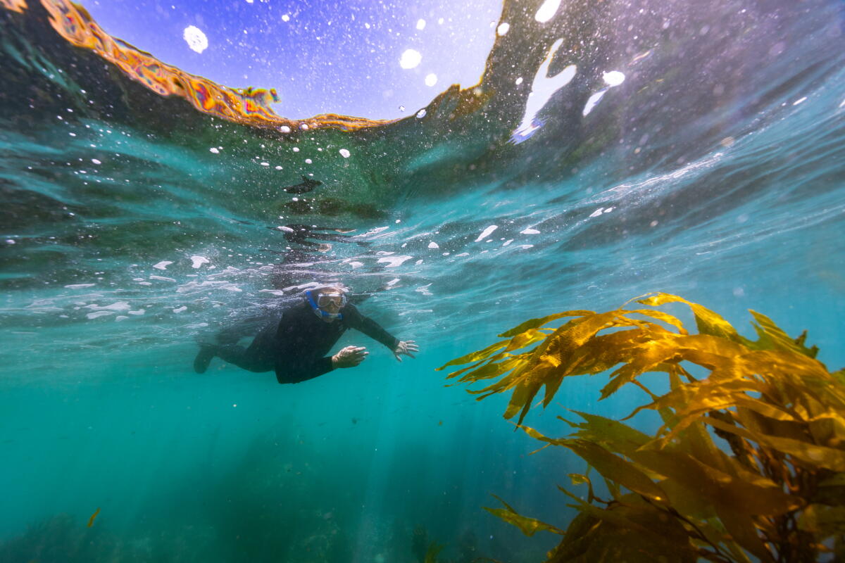 Los Angeles Times reporter Jaclyn Cosgrove snorkels at Terranea Cove Beach in Rancho Palos Verdes 