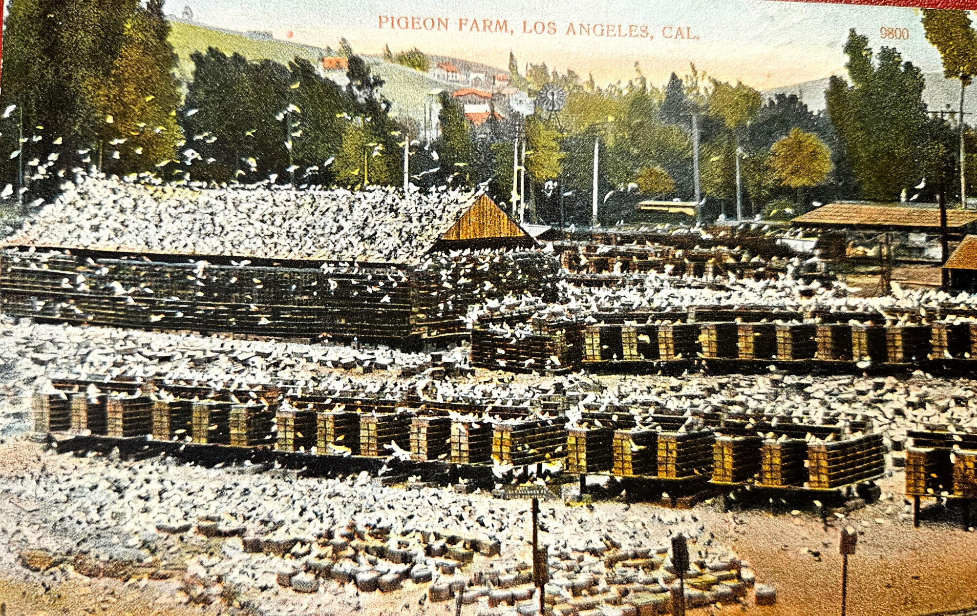 A postcard showing a pigeon farm in what is today Lincoln Heights. From the private collection of Patt Morrison.
