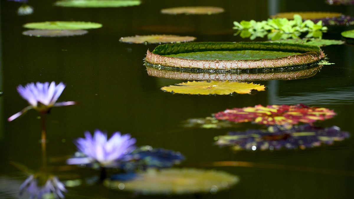WASHINGTON, DC - JULY 19:Water lilies and lily pads are seen at Kenilworth Aquatic Gardens July 19, 2018 in Washington, DC. The annual Lotus and Water Lily Festival at Kenilworth Aquatic Gardens is Saturday, July 21 and Sunday, July 22, from 10 a.m. to 5 p.m.(Photo by Katherine Frey/The Washington Post via Getty Images)